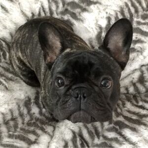 Meet your Posher, Fifi